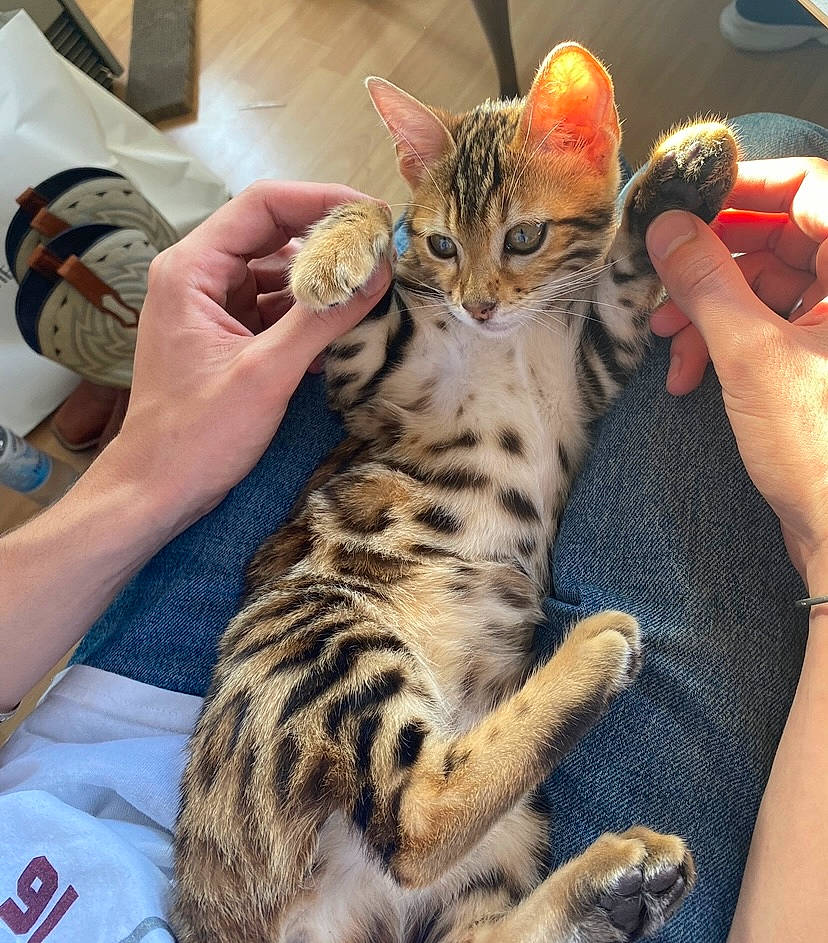 Zorba a rejoint le concours — aidez-le/la à gagner de superbes lots ! big_cats, carnivore, cat, claw, comfort, domestic_short_haired_cat, fawn, felidae, finger, fur, hand, lap, nail, paw, small_to_medium_sized_cats, snout, terrestrial_animal, thumb, whiskers, wrist