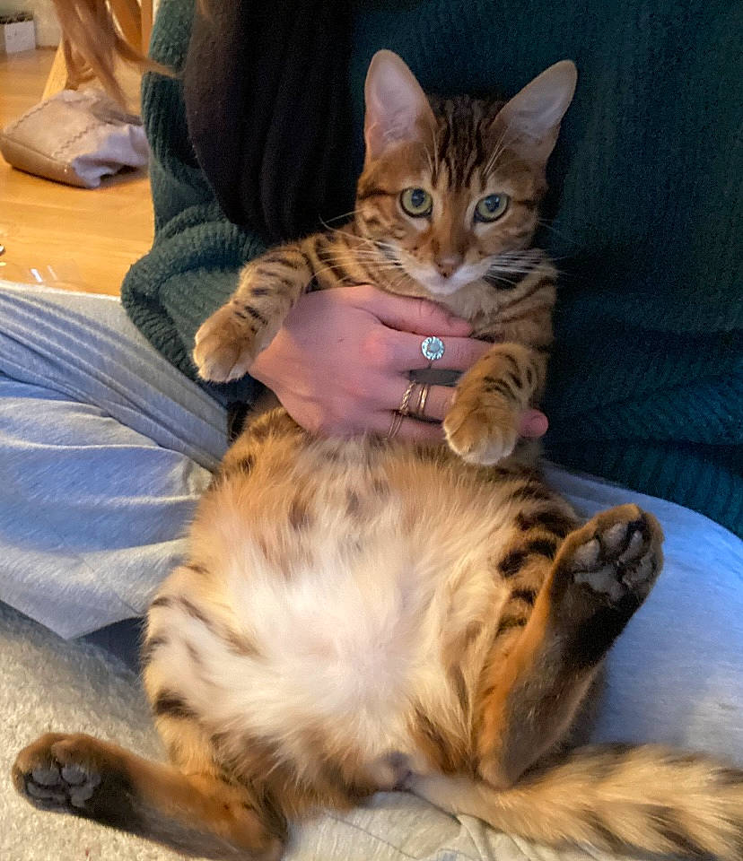 Zorba participe au concours pour gagner de l'argent avec cette photo : bed, carnivore, cat, claw, comfort, domestic_short_haired_cat, fawn, felidae, fur, lap, nap, paw, sitting, sleep, small_to_medium_sized_cats, snout, tail, terrestrial_animal, whiskers, wildlife