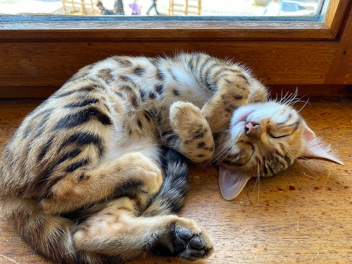 Zorba a rejoint le concours — aidez-le/la à gagner de superbes lots ! big_cats, carnivore, cat, claw, comfort, domestic_short_haired_cat, fawn, felidae, flooring, fur, hardwood, nap, paw, sleep, small_to_medium_sized_cats, snout, tail, terrestrial_animal, whiskers, wood