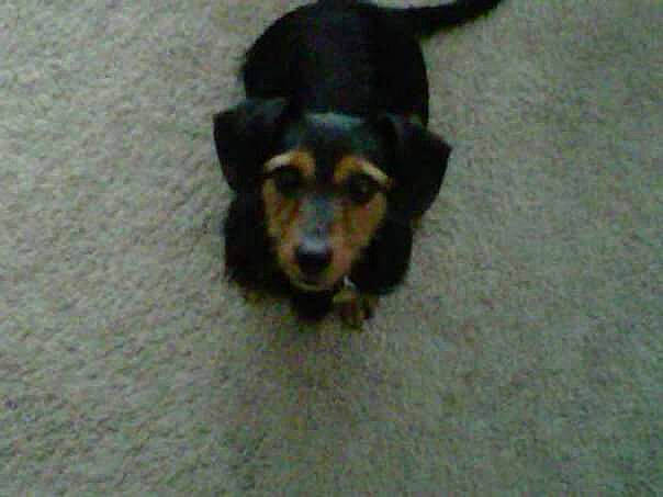 Service Dog Sadie joined the competition — help win amazing prizes! canidae, carnivore, dachshund, dog, dog_breed, huntaway, mammal, miniature_pinscher, pinscher, puppy, snout, transylvanian_hound, vertebrate