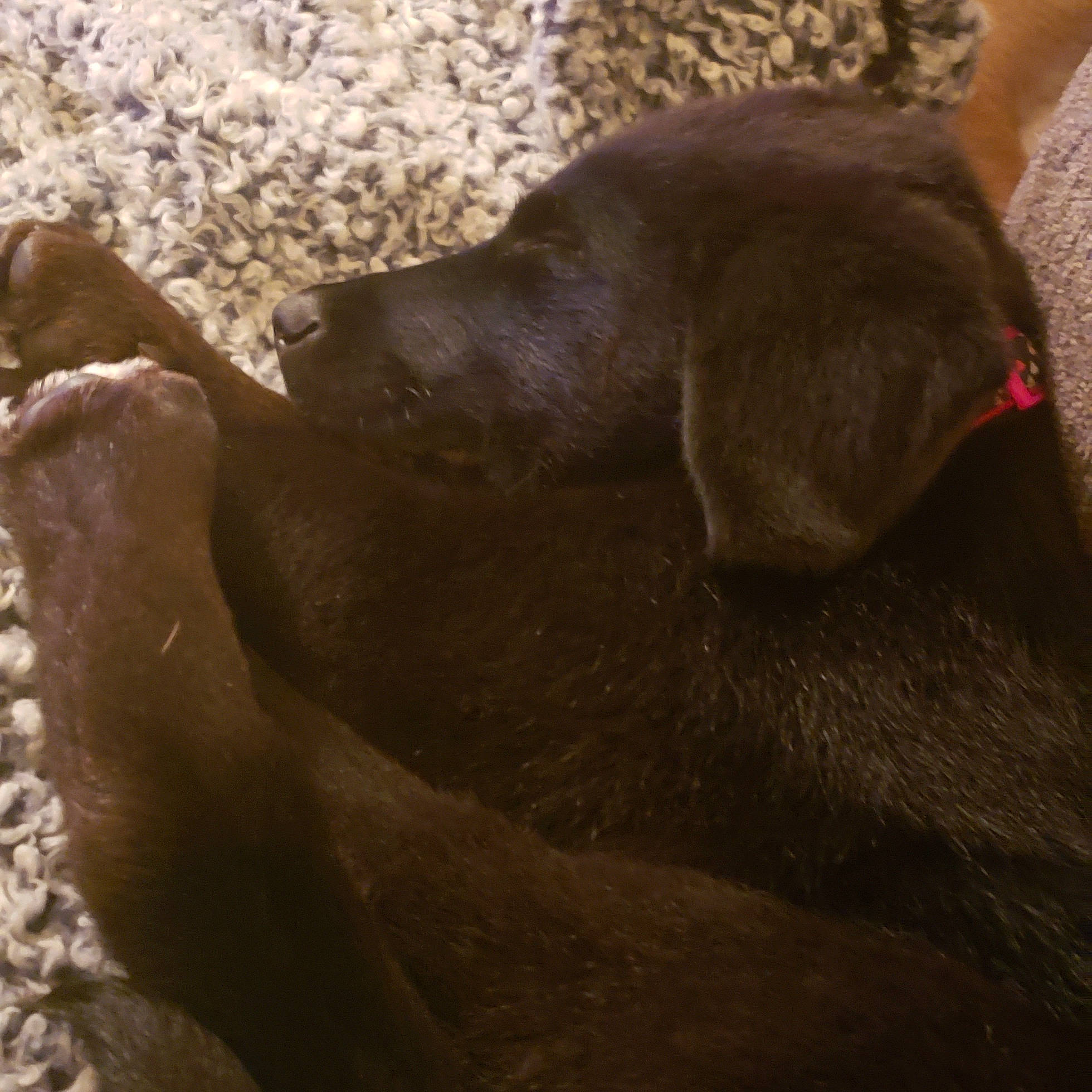 Coco is registered to the contest to win money with this photo: canidae, carnivore, dog_breed, fawn, labrador_retriever, liver, pointing_breed, retriever, sporting_group, weimaraner