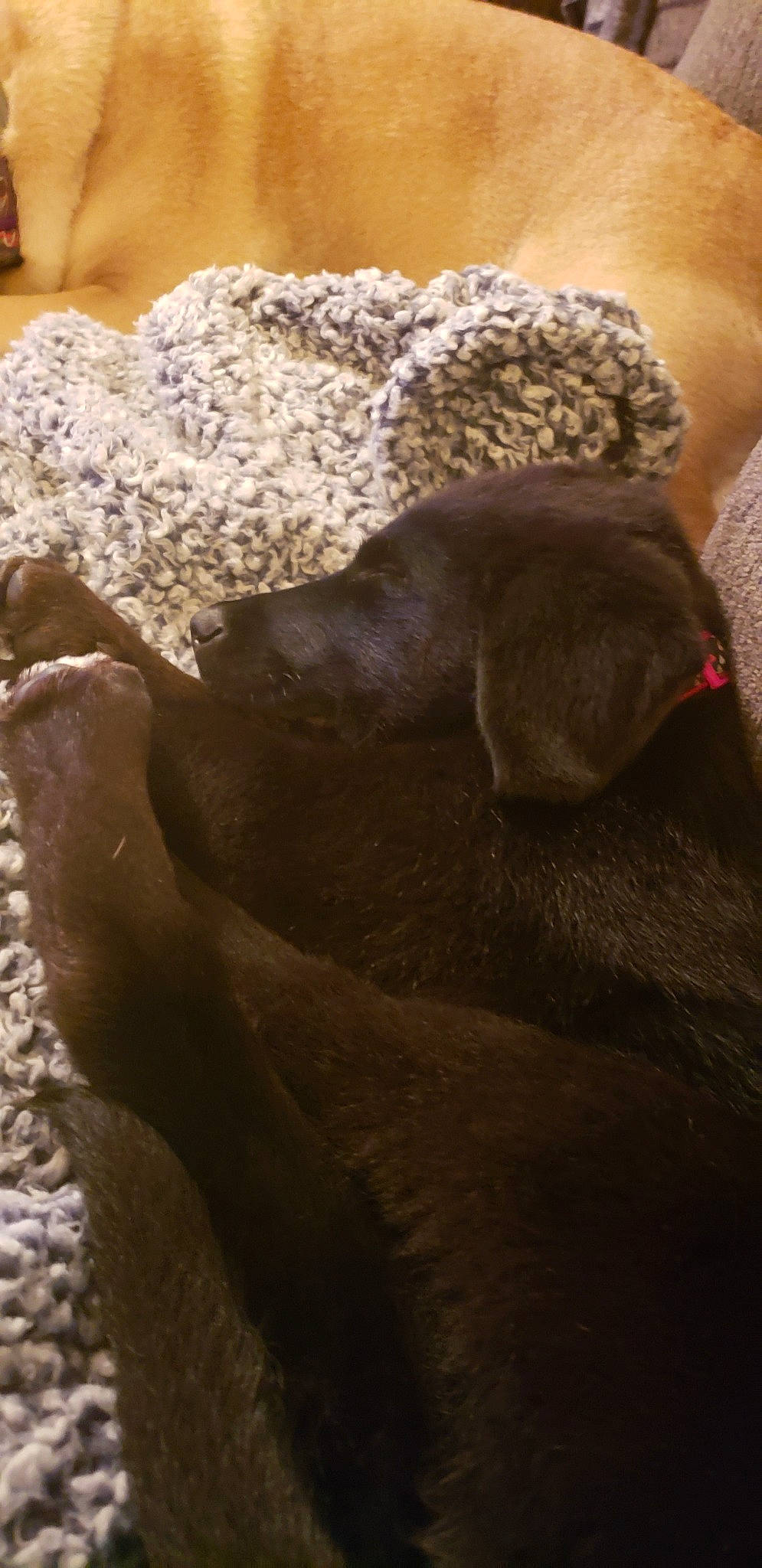 Coco joined the competition — help win amazing prizes! brown, canidae, fawn, fur, labrador_retriever, sporting_group