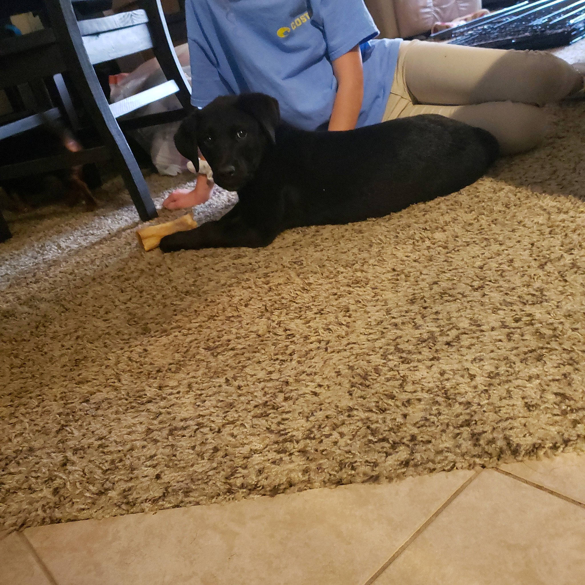 Coco joined the competition — help win amazing prizes! canidae, carpet, dog_breed, fawn, floor, flooring, hardwood, mat, sporting_group, tile, wood