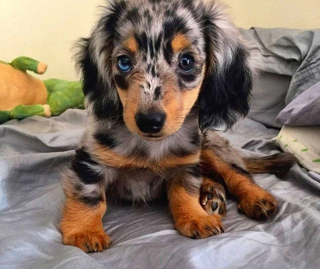 Lily is registered to the contest to win money with this photo: canidae, carnivore, companion_dog, dachshund, dog, dog_breed, mammal, puppy, puppy_love, rare_breed_dog, snout, sporting_group, vertebrate