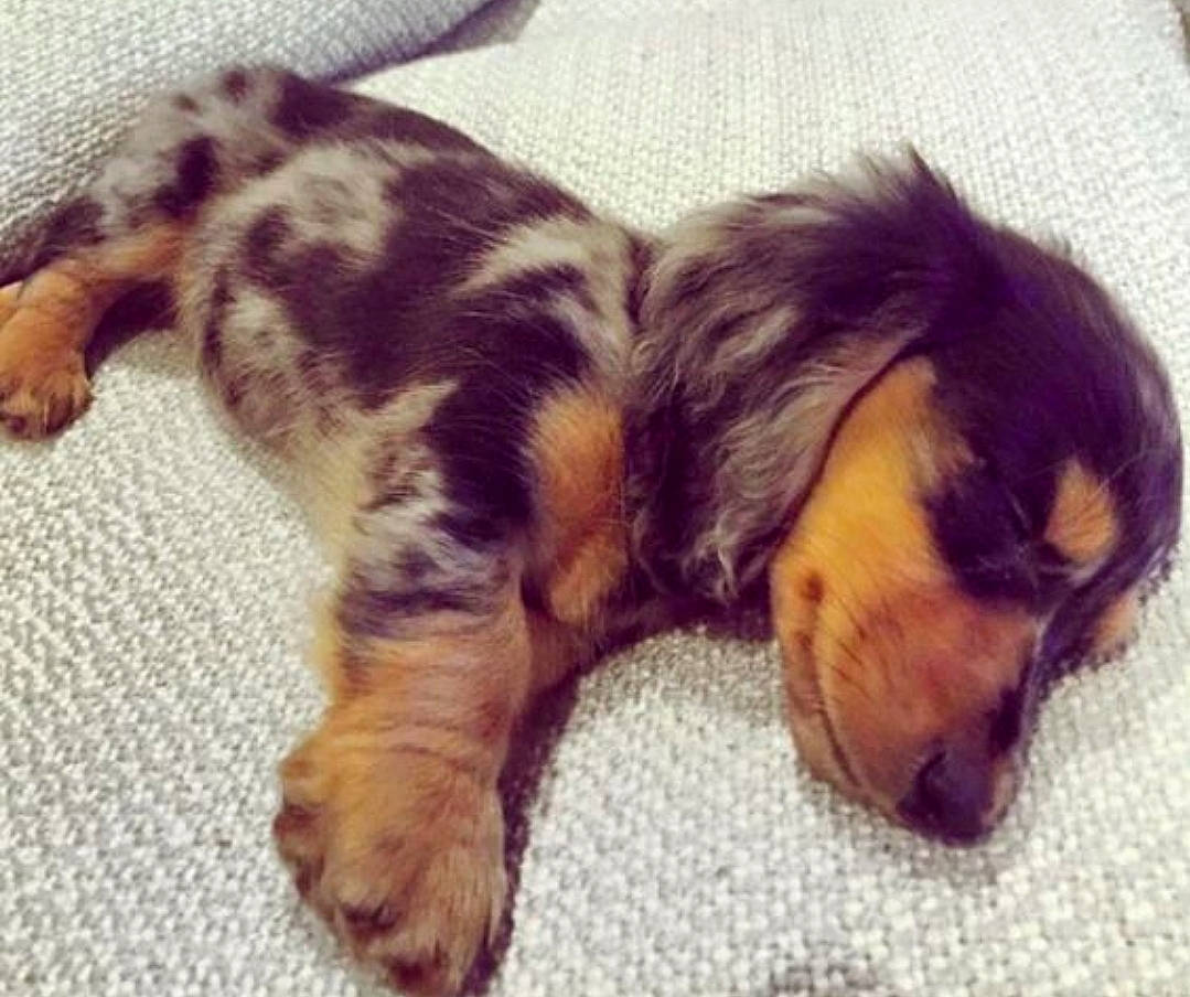 Lily is registered to the contest to win money with this photo: australian_shepherd, canidae, carnivore, companion_dog, dachshund, dog, dog_breed, ear, miniature_australian_shepherd, nap, puppy, puppy_love, sporting_group