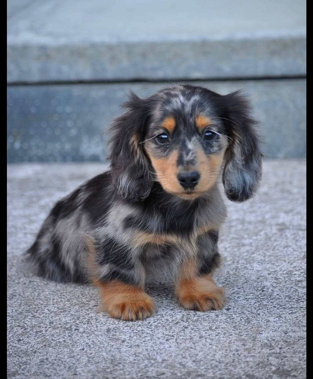 Lily is registered to the contest to win money with this photo: canidae, carnivore, companion_dog, dachshund, dog, dog_breed, fawn, long_hair, mammal, puppy, rare_breed_dog, snout, sporting_group, vertebrate