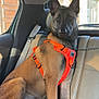 Aïka a rejoint le concours — aidez-le/la à gagner de superbes lots ! dog, belgian_malinois, pet, orange_harness, backseat, car_interior, leather_seat, chain_leash, alert, perked_ears, brown_fur, black_mask, sitting, portrait, looking_at_camera, daylight, window, headrest, seatbelt, canine