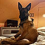 Aïka participe au concours pour gagner de l'argent avec cette photo : dog, canine, malinois, pet, indoor, bed, blanket, television, furniture, lamp, ears, fur, brown, sitting, portrait, attentive, paw, room, wall, cozy