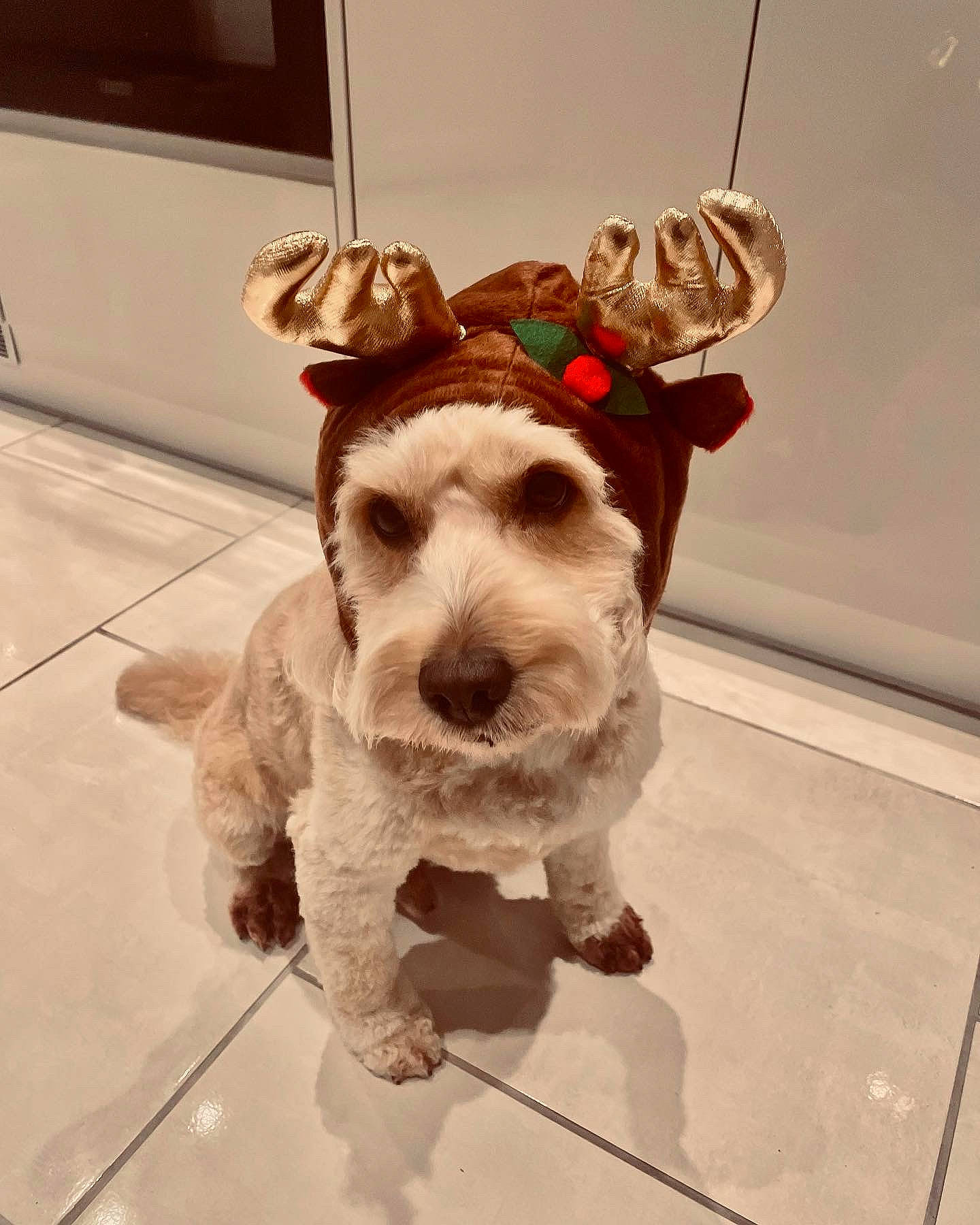 Dougie joined the competition — help win amazing prizes! carnivore, christmas, christmas_ornament, collar, companion_dog, dog, dog_breed, dog_collar, dog_supply, fashion_accessory, fawn, flooring, fur, leash, ornament, pet_supply, snout, sporting_group, terrier, working_animal