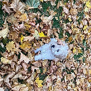 Buddy is registered to the contest to win money with this photo: event, fur, grass, groundcover, mixture, muroidea, natural_material, rodent, snout, soil, terrestrial_animal