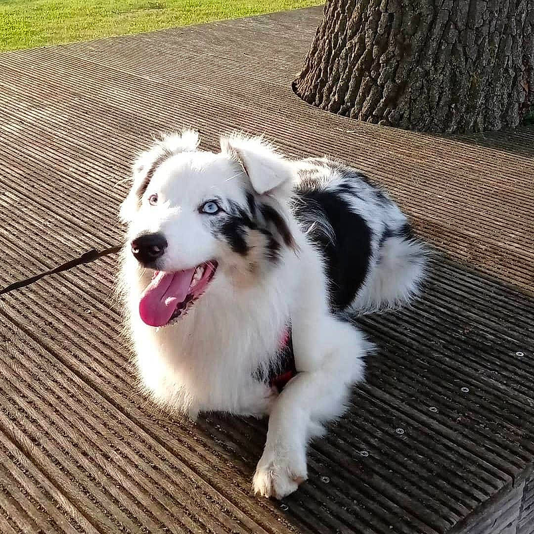 Aiko a rejoint le concours — aidez-le/la à gagner de superbes lots ! canidae, carnivore, companion_dog, dog, dog_breed, fang, fur, grass, happy, herding_dog, non_sporting_group, paw, smile, snout, sporting_group, vehicle_registration_plate, whiskers, wood, working_dog