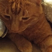 Simba is registered to the contest to win money with this photo: cat, orange_tabby, pet, animal, feline, resting, cozy, blanket, soft_surface, closeup, whiskers, ears, paw, fur, indoor, sleepy, relaxed, cute, domestic_cat, comfort
