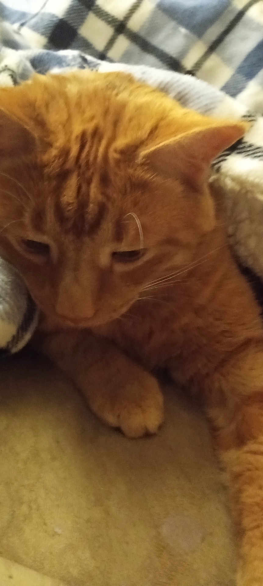 Simba