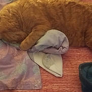 Simba joined the competition — help win amazing prizes! animal, bed, blanket, cat, comfort, cozy, cute, domestic_cat, fleece, fur, home, indoor, mammal, orange_tabby, paw, pet, relaxation, resting, sleeping, soft