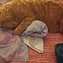 animal, bed, blanket, cat, comfort, cozy, cute, domestic_cat, fleece, fur, home, indoor, mammal, orange_tabby, paw, pet, relaxation, resting, sleeping, soft