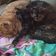 Tinky Dinky joined the competition — help win amazing prizes! animal, blanket, cat, cats, comfort, companion, cozy, cuddling, feline, furniture, home, indoor, orange_cat, pet, relaxation, resting, sleeping, soft, tabby, tortoiseshell