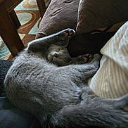 Twitch joined the competition — help win amazing prizes! animal, cat, comfort, couch, cozy, curled_up, cute, feline, fur, gray_cat, home, indoor, napping, paw, pet, pillow, relaxed, resting, sleeping, soft