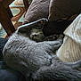 animal, cat, comfort, couch, cozy, curled_up, cute, feline, fur, gray_cat, home, indoor, napping, paw, pet, pillow, relaxed, resting, sleeping, soft