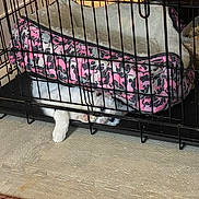 Sassy joined the competition — help win amazing prizes! animal, black_cage, cage, cat, cozy, curious, floor_mat, furniture, gray, indoor, pattern, paw, peeking, pet, pet_bed, pink, playful, resting, silhouette, white_cat