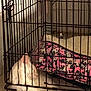 Sassy is registered to the contest to win money with this photo: animal, cage, cat, companionship, cozy, cute, domestic, feline, floor, home, indoor, metal_bars, patterned_bed, peaceful, pet, pet_bed, quiet, resting, sleeping, white_cat