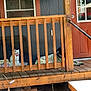 Sassy is registered to the contest to win money with this photo: animal, cage, cat, collar, daylight, dog, domestic, door, fence, home, nature, outdoor, pet, porch, quiet, relaxing, resting, window, wood, wooden_railing