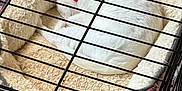 Sassy is registered to the contest to win money with this photo: animal, bed, cage, cat, collar, comfort, cozy, curled_up, feline, fur, indoor, metal_bars, pet, pet_bed, pink_collar, quiet, resting, sleeping, soft, white_cat