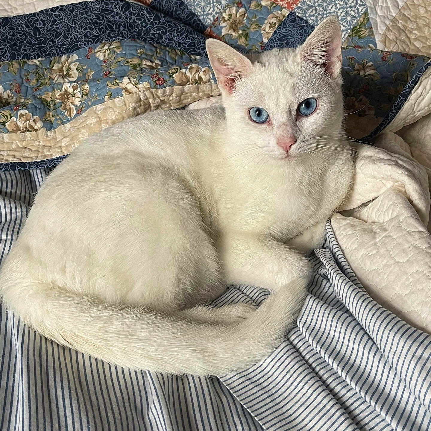 Sassy joined the competition — help win amazing prizes! animal, bed, blue_eyes, cat, cozy, cute, domestic_animal, ears, feline, fur, indoor, looking, pet, quilt, relaxed, resting, striped_sheet, tail, whiskers, white_cat