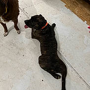 Bender is registered to the contest to win money with this photo: dog, indoor, floor, brown_dog, black_dog, collar, tongue_out, pet, animal, wooden_chair, relaxing, companions, domestic, canine, playful, flooring, fur, mammal, side_view, resting