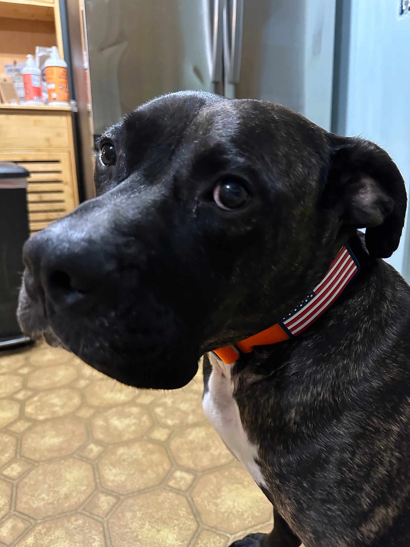 Bender is registered to the contest to win money with this photo: dog, close_up, collar, indoor, kitchen, floor, tile_floor, refrigerator, cabinet, pet, animal, brown, black, white, fur, curious, face, ears, eyes, domestic