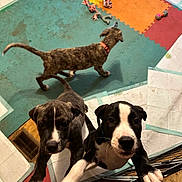George is registered to the contest to win money with this photo: puppy, dog, playful, indoor, foam_mat, toy, colorful, gate, curious, black_and_white, brown, pet, young_dog, paw, floor, animal, cute, looking_up, pet_toys, puppies