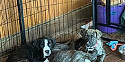 George is registered to the contest to win money with this photo: puppy, dog, playpen, wooden_floor, indoor, pet_toys, resting, collar, black_dog, brindle, cute, animal, canine, floor, relaxed, fence, pet, young_dog, domestic_animal, sleeping