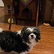 Biscuit is registered to the contest to win money with this photo: dog, dogs, black_and_white, fluffy, long_hair, small_breed, standing, portrait, pet, indoor, wooden_floor, home, cardboard_box, cat_house, furniture, chair_legs, packaging, food, companion, cute