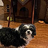 dog, dogs, black_and_white, fluffy, long_hair, small_breed, standing, portrait, pet, indoor, wooden_floor, home, cardboard_box, cat_house, furniture, chair_legs, packaging, food, companion, cute