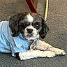 Biscuit joined the competition — help win amazing prizes! dog, shih_tzu, small_dog, black_and_white, pet, animal, portrait, sitting, lying_down, denim_outfit, clothing, leash, collar, carpet, chair, indoors, face, eyes, fluffy, cute