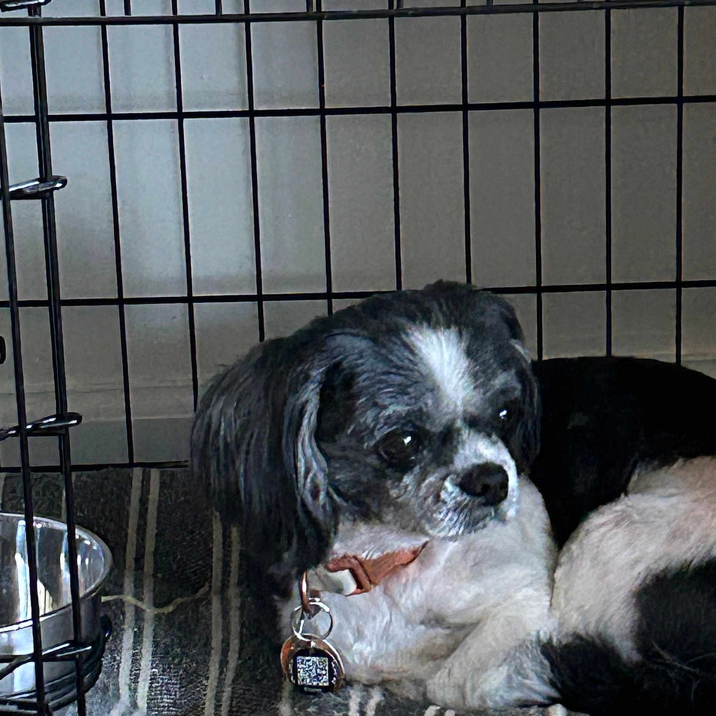 Biscuit joined the competition — help win amazing prizes! dog, black_and_white, small_dog, crate, kennel, pet, animal, portrait, lying_down, resting, sad_expression, dark_fur, white_fur, collar, tag, blanket, indoor, cage, eyes, closeup