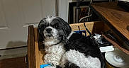 Biscuit is registered to the contest to win money with this photo: dog, black_and_white, fluffy, small_dog, pet, animal, sitting, lying_down, portrait, indoors, wooden_drawer, desk, office, computer, walker, books, furniture, home, curly_fur, relaxed