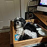 dog, black_and_white, fluffy, small_dog, pet, animal, sitting, lying_down, portrait, indoors, wooden_drawer, desk, office, computer, walker, books, furniture, home, curly_fur, relaxed