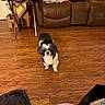 Biscuit joined the competition — help win amazing prizes! dog, small_dog, black_and_white, fluffy, long_hair, standing, indoors, living_room, wood_floor, leather_recliner, furniture, side_table, blanket, pillow, home_interior, pet, animal, portrait, camera_facing, household_clutter