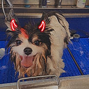 Rufio joined the competition — help win amazing prizes! dog, pet, small_dog, wet_fur, bathing, grooming, sink, bathtub, faucet, stainless_steel, blue_mat, tongue_out, happy, playful, neon_filter, horns_sticker, eyes, fluffy, close_up, wet