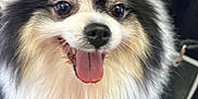 Rufio is registered to the contest to win money with this photo: dog, pomeranian, pet, tongue_out, panting, fur, fluffy, mohawk, dyed_hair, grooming, grooming_table, black_and_white, close_up, portrait, eyes, nose, happy, smiling, indoor, leash