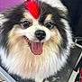 dog, pomeranian, pet, tongue_out, panting, fur, fluffy, mohawk, dyed_hair, grooming, grooming_table, black_and_white, close_up, portrait, eyes, nose, happy, smiling, indoor, leash