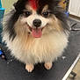 Rufio is registered to the contest to win money with this photo: dog, pomeranian, pet, fluffy, hat, tongue_out, grooming_table, smiling, cute, portrait, fur, black_and_white, happy, accessory, indoors, paw, nose, eye, sitting, small_dog
