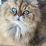 Jerry a rejoint le concours — aidez-le/la à gagner de superbes lots ! cat, fluffy, long_hair, blue_eyes, closeup, pet, animal, whiskers, face, cute, feline, indoor, domestic_cat, fur, portrait, muzzle, nose, ears, curious, sitting