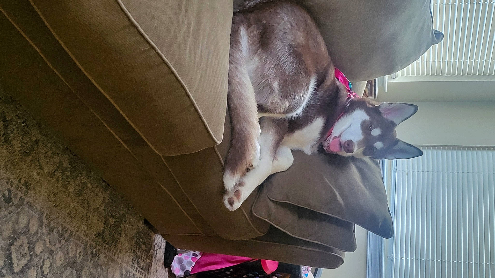 Freya joined the competition — help win amazing prizes! canidae, carmine, carnivore, collar, companion_dog, dog, dog_breed, fawn, felidae, fender, fur, hubcap, non_sporting_group, pet_supply, sporting_group, tail, vehicle, vehicle_door, whiskers, working_animal