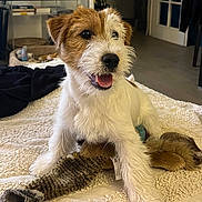Joe participe au concours pour gagner de l'argent avec cette photo : dog, puppy, jack_russell_terrier, toy, stuffed_animal, bedroom, blanket, indoor, pet, animal, cute, playful, fur, white, brown, smiling, nose, ears, floor, home