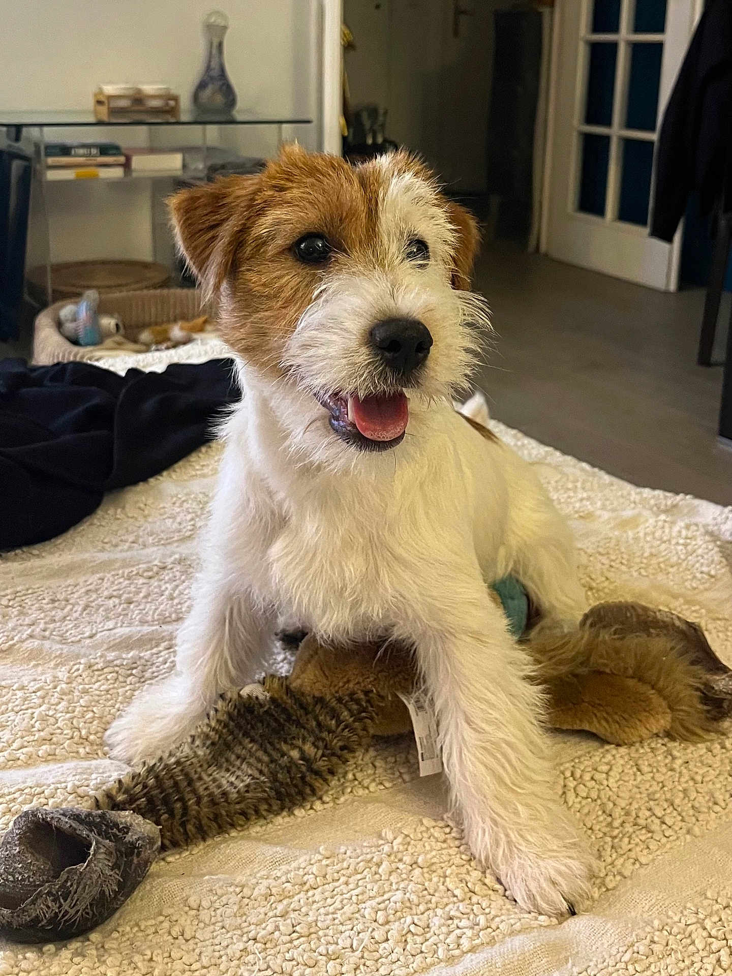 Joe participe au concours pour gagner de l'argent avec cette photo : dog, puppy, jack_russell_terrier, toy, stuffed_animal, bedroom, blanket, indoor, pet, animal, cute, playful, fur, white, brown, smiling, nose, ears, floor, home