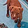 Buddy