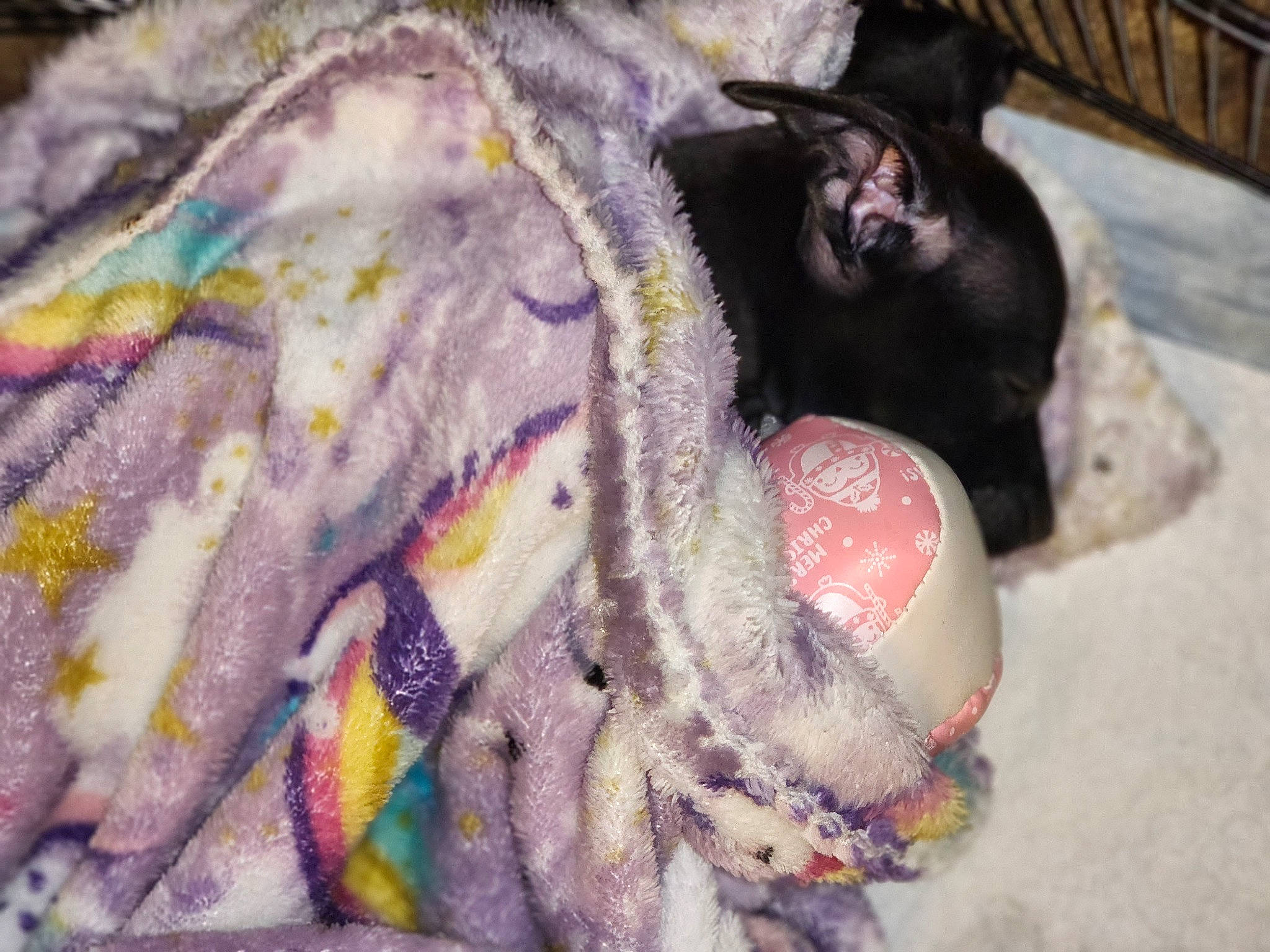 Pickles joined the competition — help win amazing prizes! carnivore, cat, dog_breed, domestic_short_haired_cat, felidae, fur, linens, magenta, pattern, plush, small_to_medium_sized_cats, snout, stuffed_toy, tail, thread, toy, whiskers, wool, woolen, working_animal