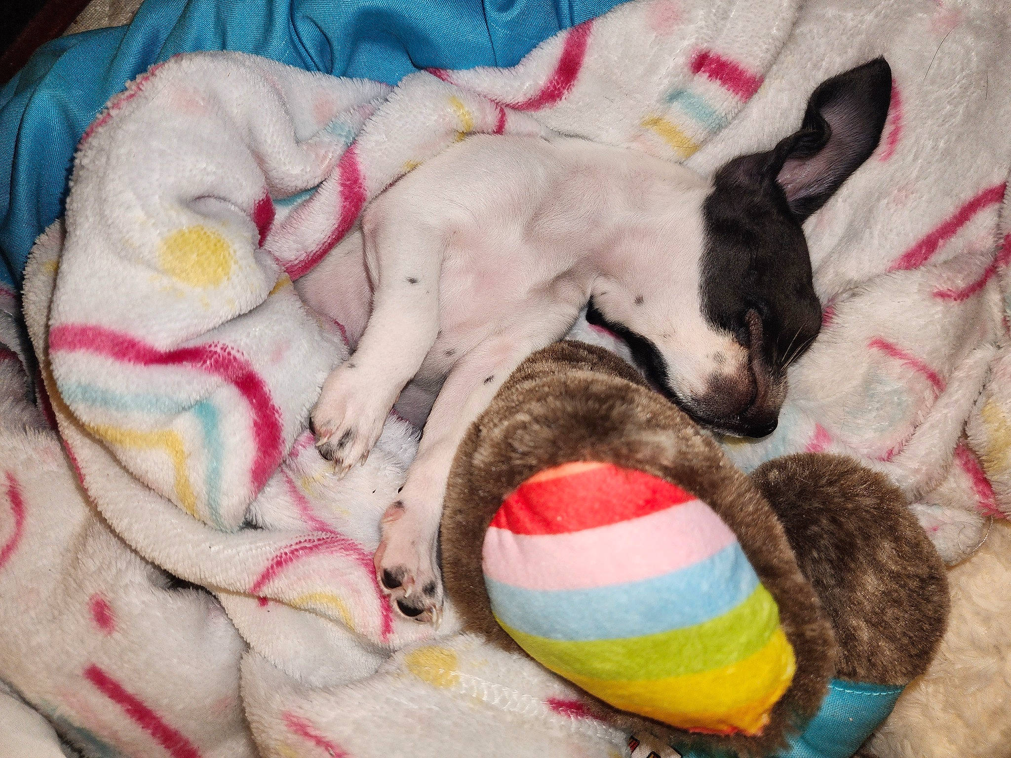 Pickles is registered to the contest to win money with this photo: canidae, carnivore, cat_bed, cat_supply, comfort, companion_dog, dog, dog_bed, dog_breed, dog_supply, fawn, felidae, linens, mammal, pet_supply, sporting_group, stuffed_toy, tail, toy, vertebrate