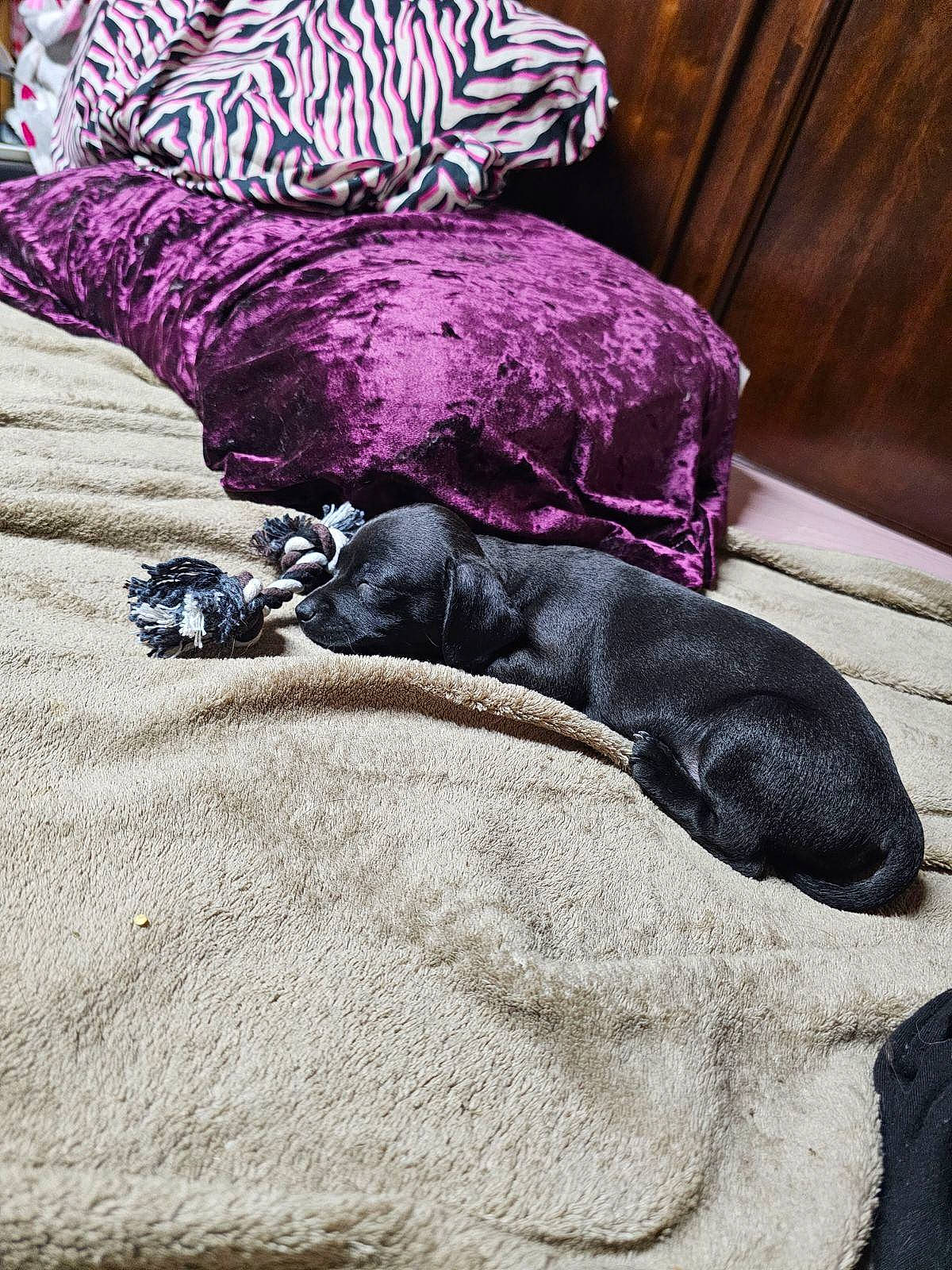 Pickles joined the competition — help win amazing prizes! bed, carnivore, comfort, companion_dog, dog, dog_breed, felidae, fur, grey, linens, magenta, mammal, purple, small_to_medium_sized_cats, snout, sporting_group, tail, tints_and_shades, vertebrate, working_animal